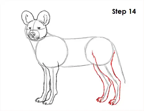 How to Draw an African Wild Dog