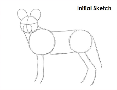 How to Draw an African Wild Dog