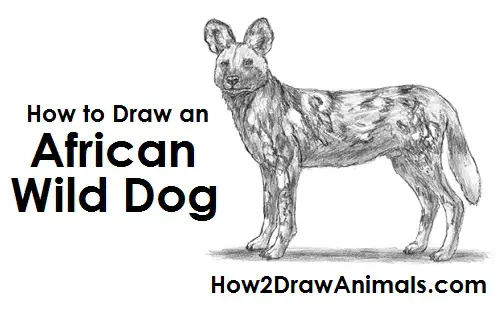 How to Draw an African Wild Dog