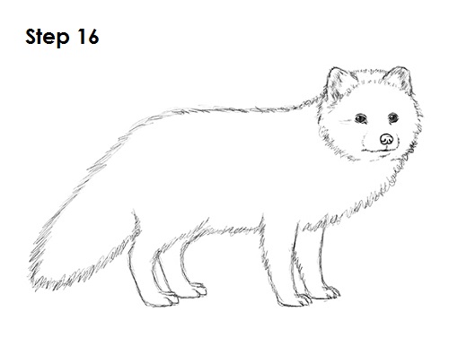 How to Draw an Arctic Fox