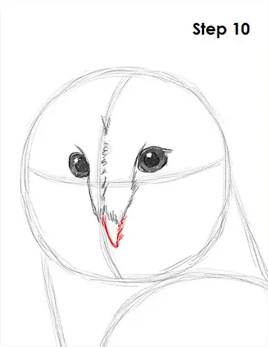 Barn Owl Drawing 10 Draw Barn Owl 10