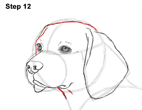 How to Draw a Beagle VIDEO StepbyStep Pictures