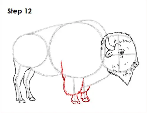 Bison Drawing 12 Draw Bison 12