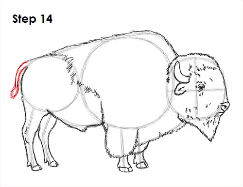 Bison Drawing 14 Draw Bison 14