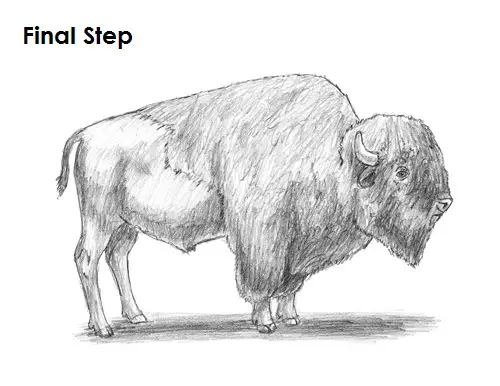Bison Drawing Final Draw Bison Final