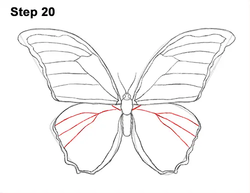 Draw Butterfly Blue Morpho 20 Coloring Page