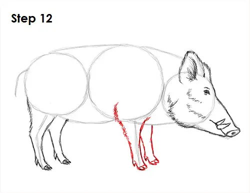 How to Draw a Boar