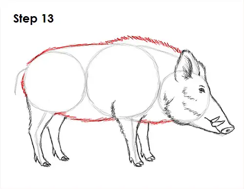 Boar Drawing 13 Draw Boar 13