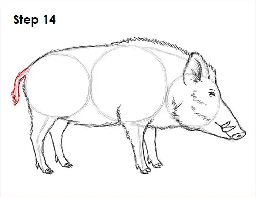 Boar Drawing 14 Draw Boar 14