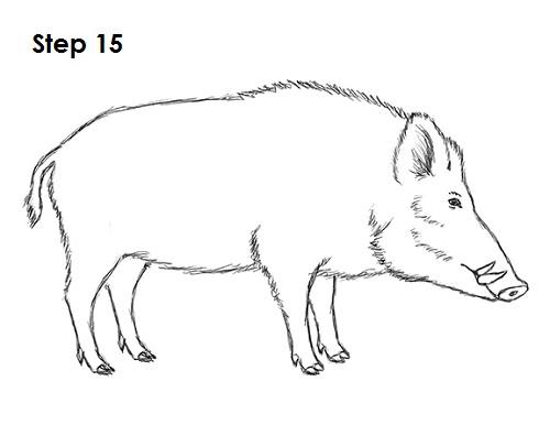How to Draw a Boar
