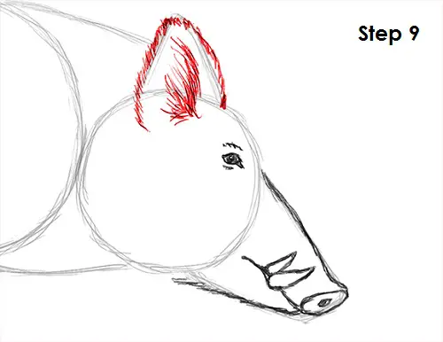 Boar Drawing 9 Draw Boar 9