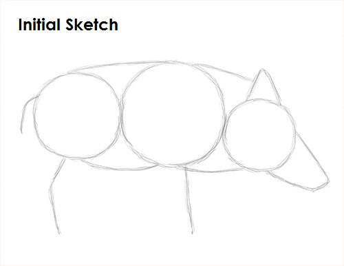 Boar Drawing Sketch Draw Boar Sketch