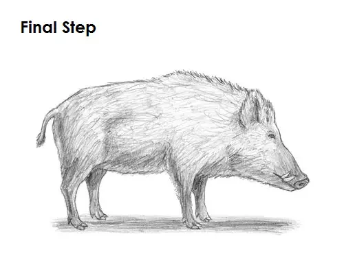 Boar Drawing Final Draw Boar Final