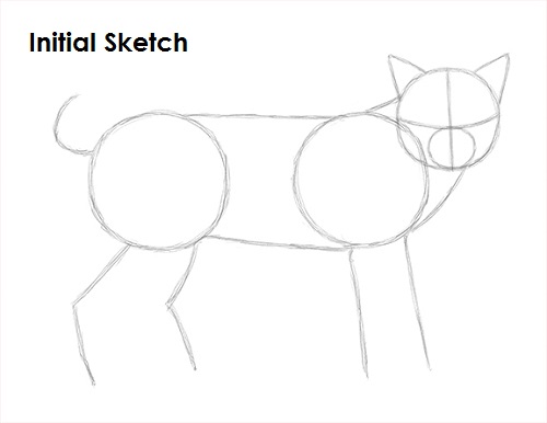 Bobcat Drawing Sketch Draw Bobcat Sketch