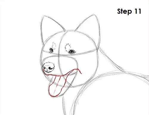 Border Collie Dog 11 Draw Border Collie 11