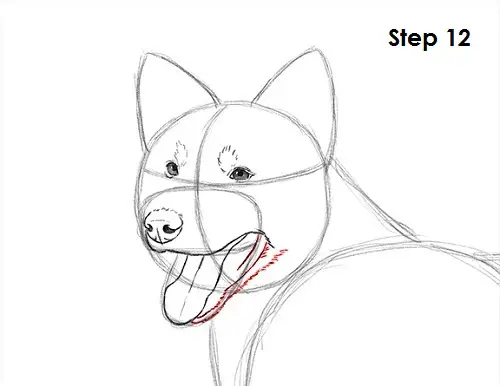 Border Collie Dog 12 Draw Border Collie 12