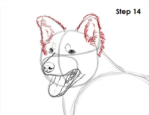 How to Draw a Border Collie