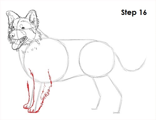 How to Draw a Border Collie