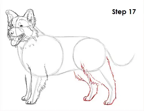 How to Draw a Border Collie