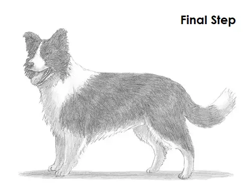 How to Draw a Border Collie