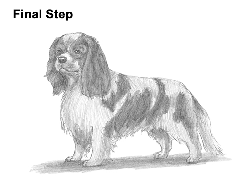 How to Draw a Cavalier King Charles Spaniel VIDEO & Step-by-Step Pictures