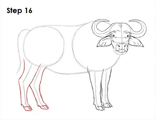 African Cape Buffalo 16 Draw African Cape Buffalo 16