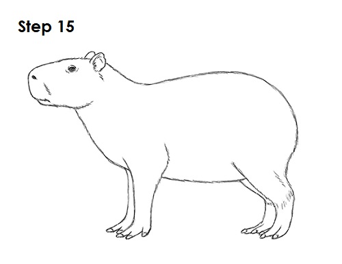 How to Draw a Capybara