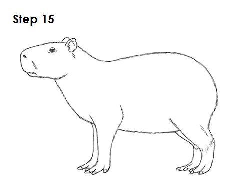 how to draw a capybara for kids How to draw classy capybara step by step