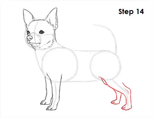 Chihuahua Dog Drawing 14 Draw Chihuahua 14