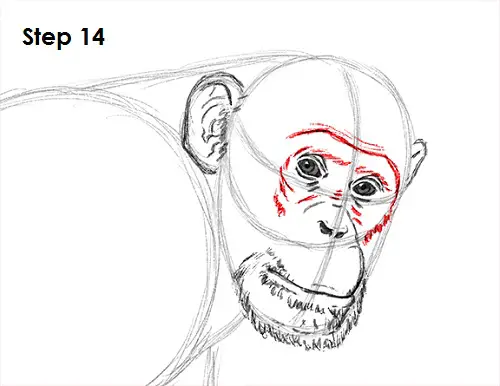 Chimpanzee Drawing 14 Draw Chipmanzee 14
