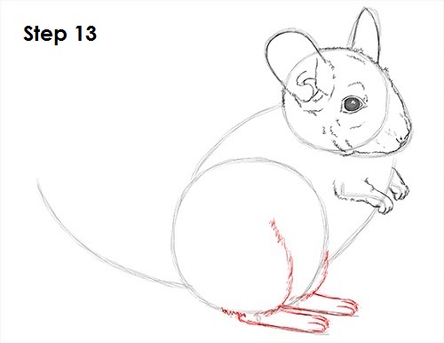 Chinchilla Drawing 13 Draw Chinchilla 13