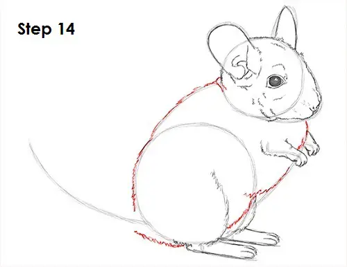Chinchilla Drawing 14 Draw Chinchilla 14