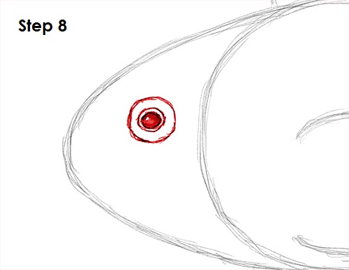 Clownfish Drawing 8 Draw Clownfish 8