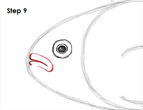 Clownfish Drawing 9 Draw Clownfish 9