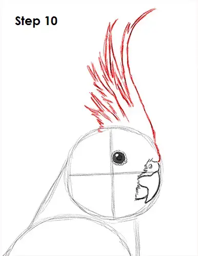 How to Draw a Cockatiel