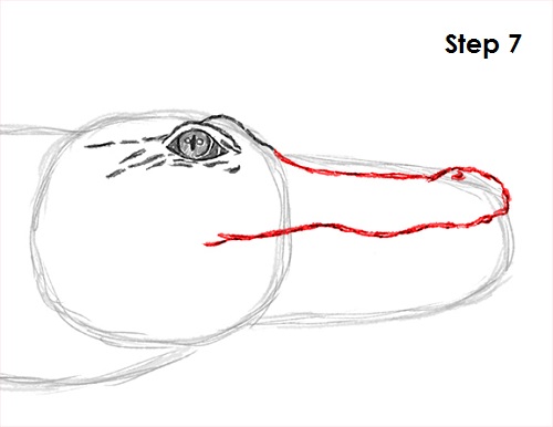 Crocodile Drawing 7 Draw Crocodile 7