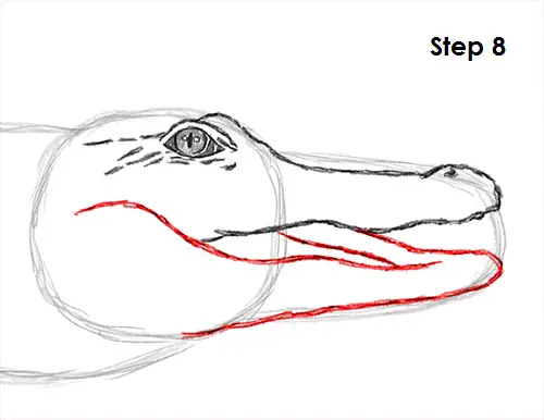 Crocodile Drawing 8 Draw Crocodile 8