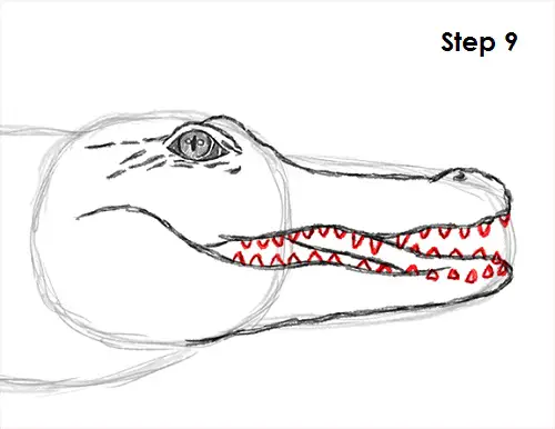 Crocodile Drawing 9 Draw Crocodile 9