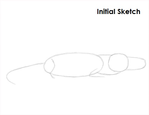 Crocodile Drawing Sketch Draw Crocodile Sketch