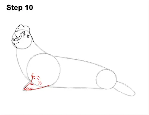 How to Draw an Elephant Seal