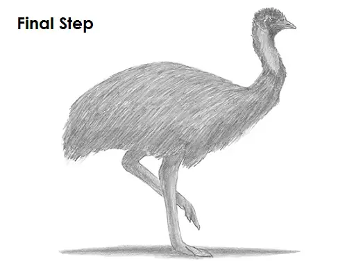 How to Draw an Emu