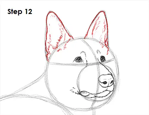 German Shepherd Drawing 12 Draw German Shepherd Dog 12