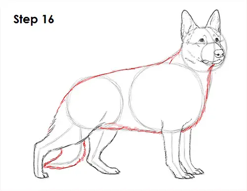 German Shepherd Drawing 16 Draw German Shepherd Dog 16