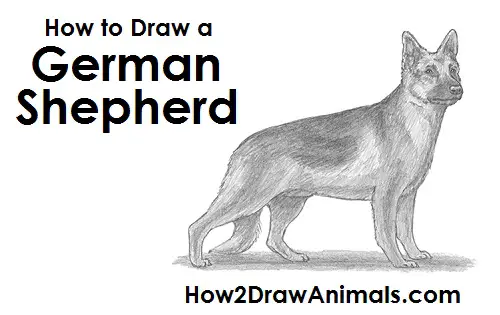 How To Draw German Shepherd Eyes