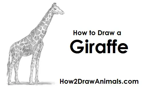 How to Draw a Giraffe VIDEO StepbyStep Pictures