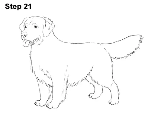 How to Draw a Dog (Golden Retriever)