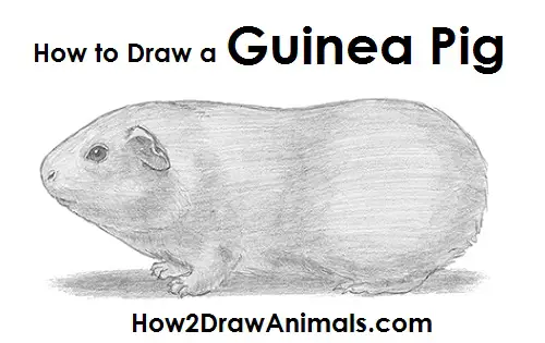 How to Draw a Guinea Pig