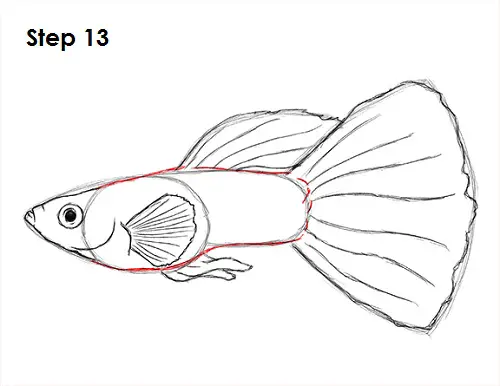 Guppy Fish Drawing 13 Draw Guppy Fish 13