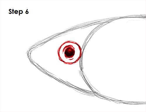 Guppy Fish Drawing 6 Draw Guppy Fish 6