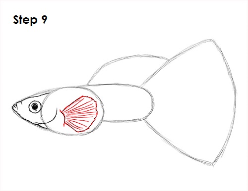 Guppy Fish Drawing 9 Draw Guppy Fish 9
